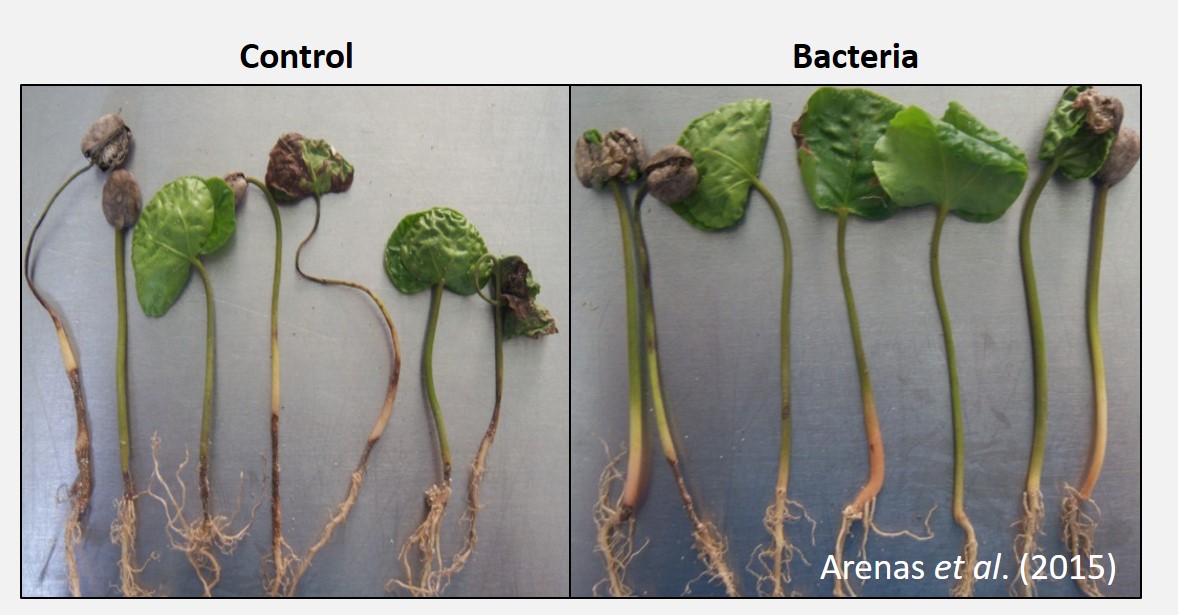 Bacillus dampingoff 1.png