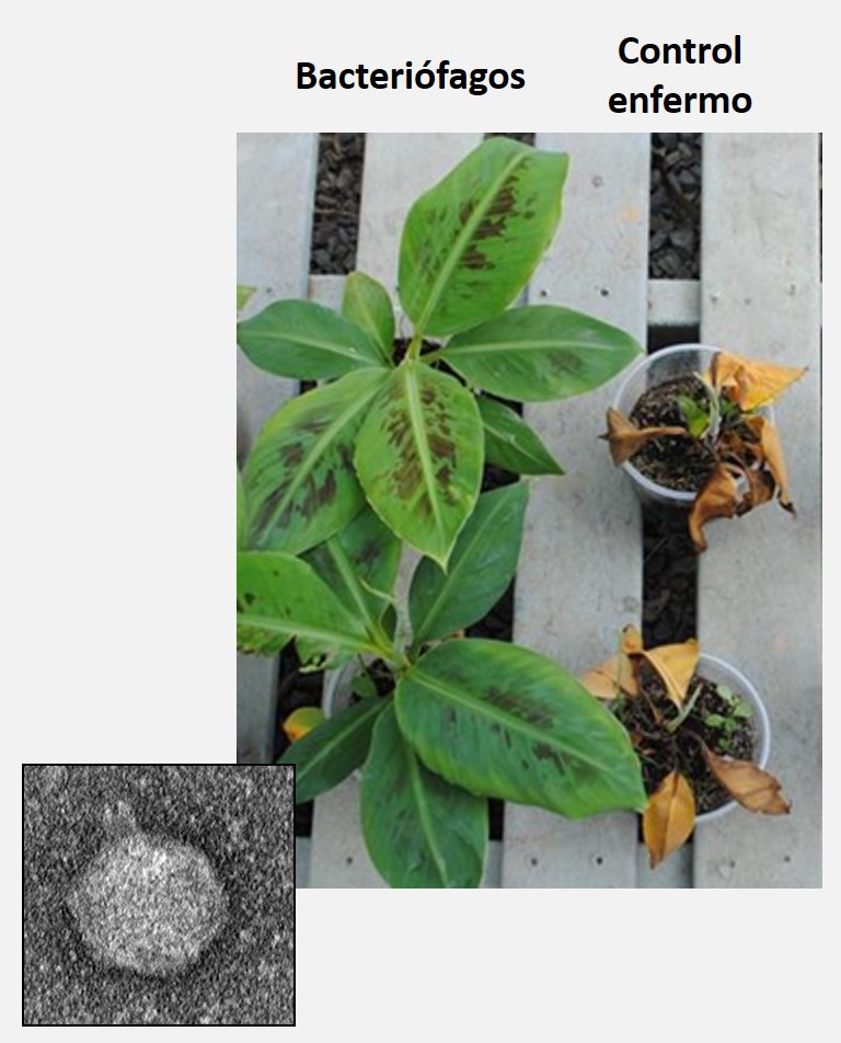 Bacteriofagos Moko 1.png